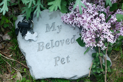 process-of-pet-cremation
