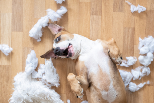 How Dirty Carpet Will Affect Your Pet's Health?