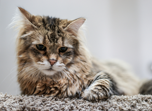 How Dirty Carpet Will Affect Your Pet's Health?