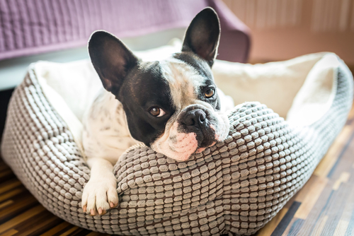 How Often Should You Clean Pet's Bedding?