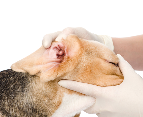 Tricks on how to Clean Dog Ears 