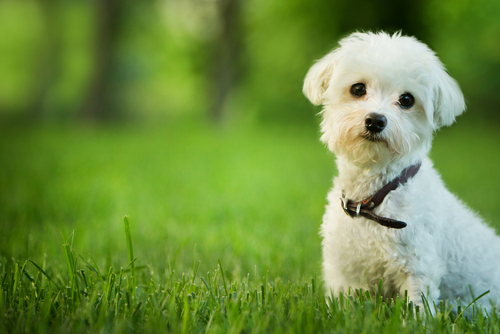 Pet Sitting vs Boarding Which Is Best for Your Pet